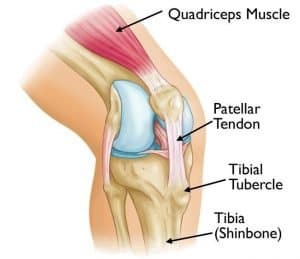 Anatomy of the knee